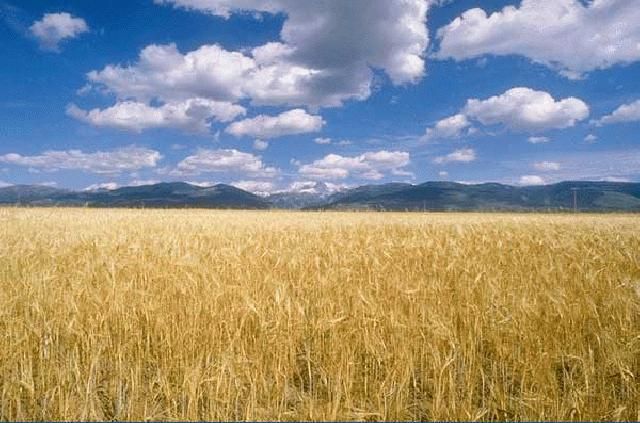 wpid-19234_2832_campodigrano.jpg
