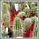 wpid-19574_cactus.jpg