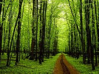 wpid-4025_alberi.jpg