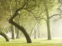 wpid-4738_parco.jpg