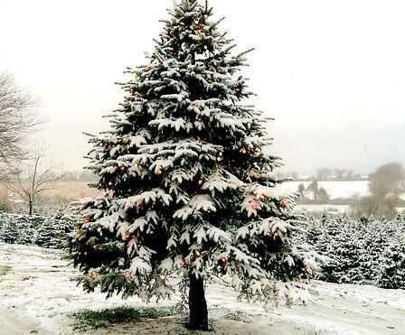 wpid-6217_alberodinatalelegambienteazzeraco.jpg