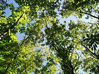 wpid-Verde.jpg