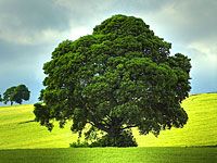 wpid-albero.jpg