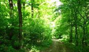 wpid-foresta.jpg