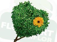 wpid-green_design.jpg