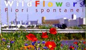 wpid-wildflowers.jpg