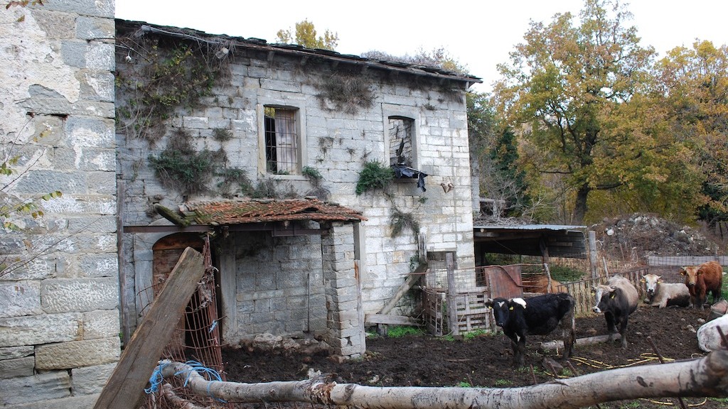ruderi